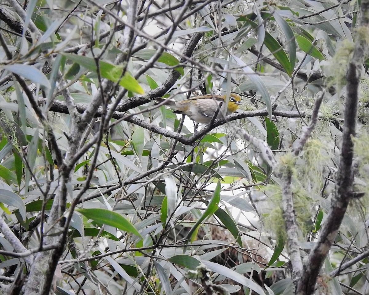 Silvereye - Gary Crouch