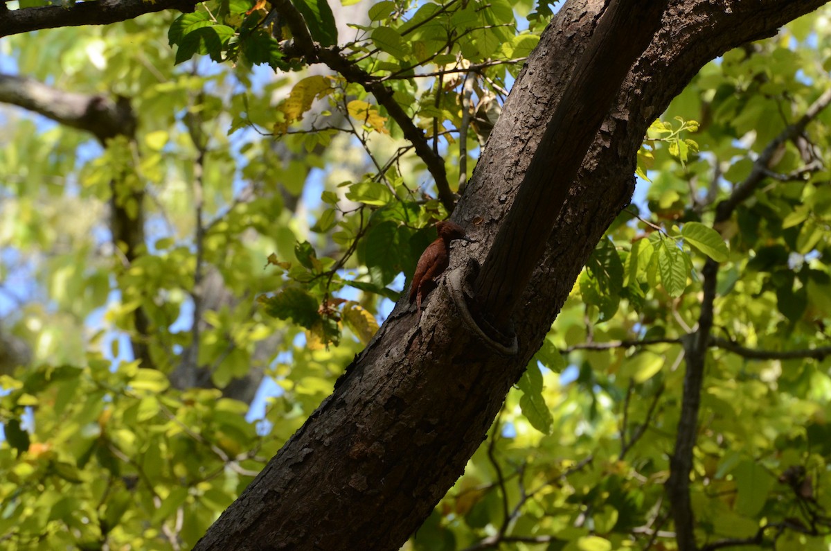 Rufous Woodpecker - ML298572451