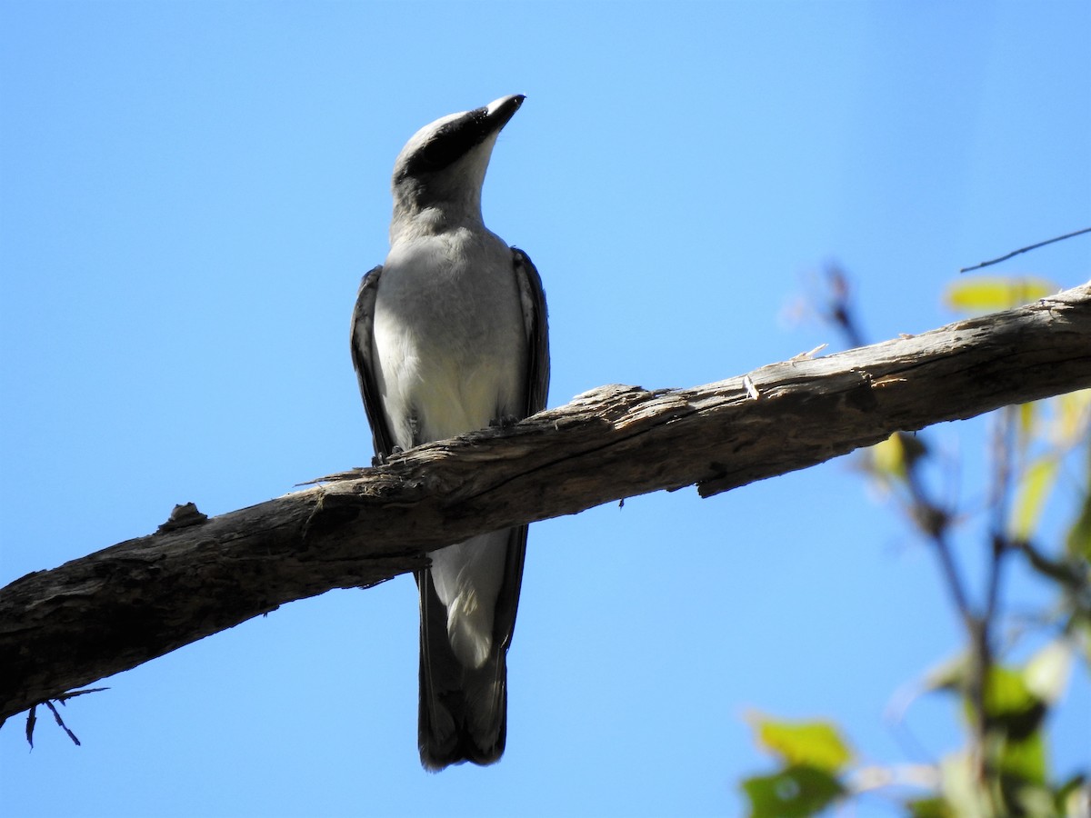 White-bellied Cuckooshrike - ML298573051