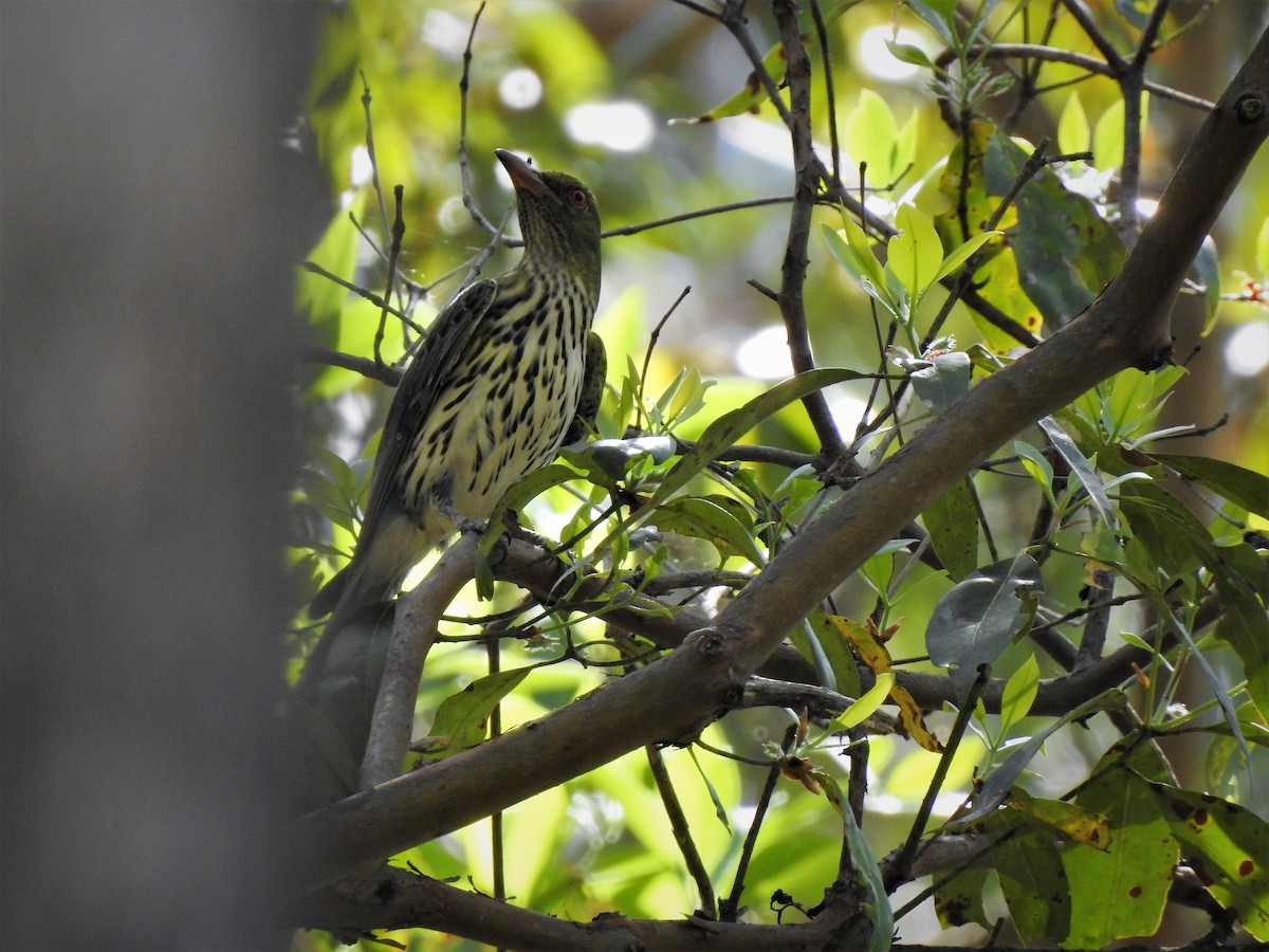 Olive-backed Oriole - Gary Crouch