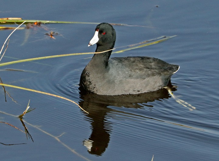 American Coot (Red-shielded) - ML298575161