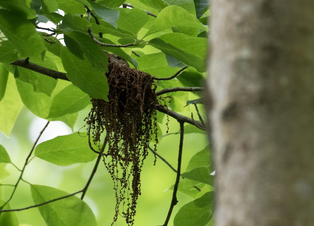 Acadian Flycatcher - ML29857521