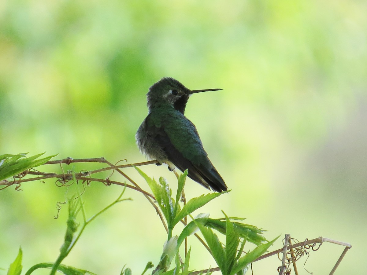 Broad-tailed Hummingbird - JoAnn Potter Riggle 🦤