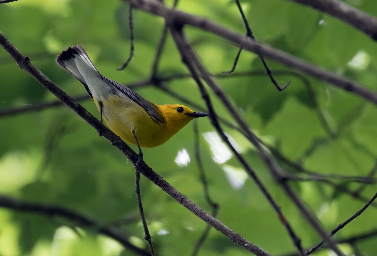 Prothonotary Warbler - ML29857641