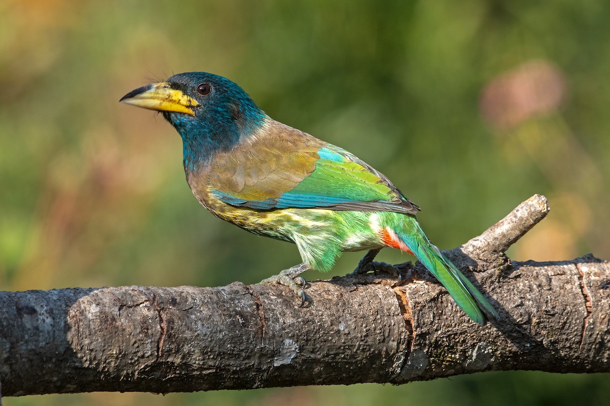 barbet velký - ML298576561