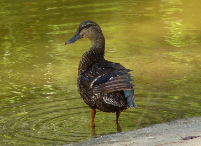 Mallard - Bill Pranty