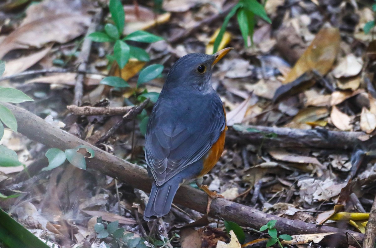 Gray-backed Thrush - Akshat K