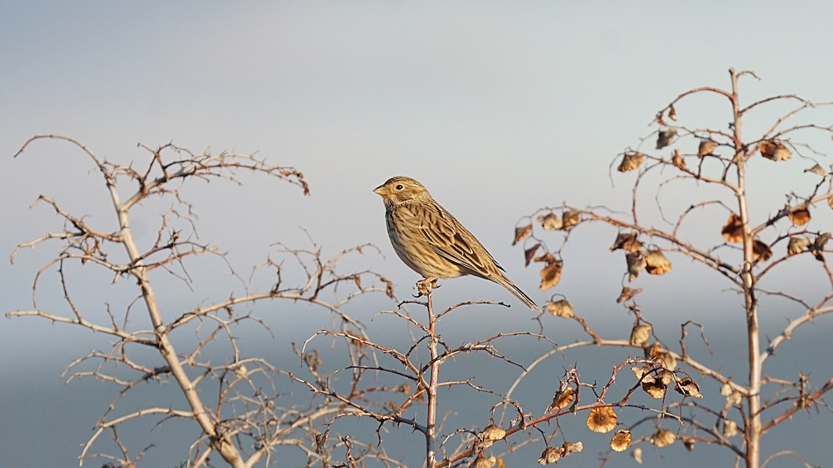 Corn Bunting - ML298580761