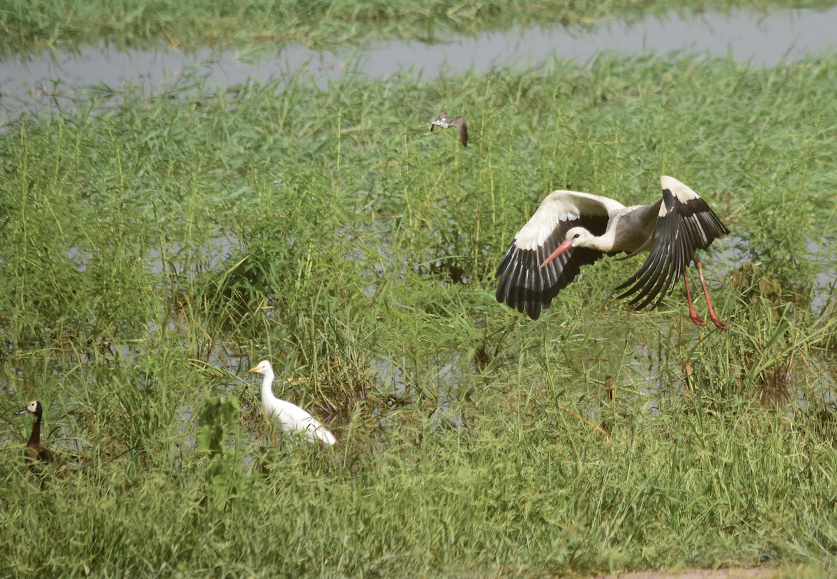 White Stork - ML298587381