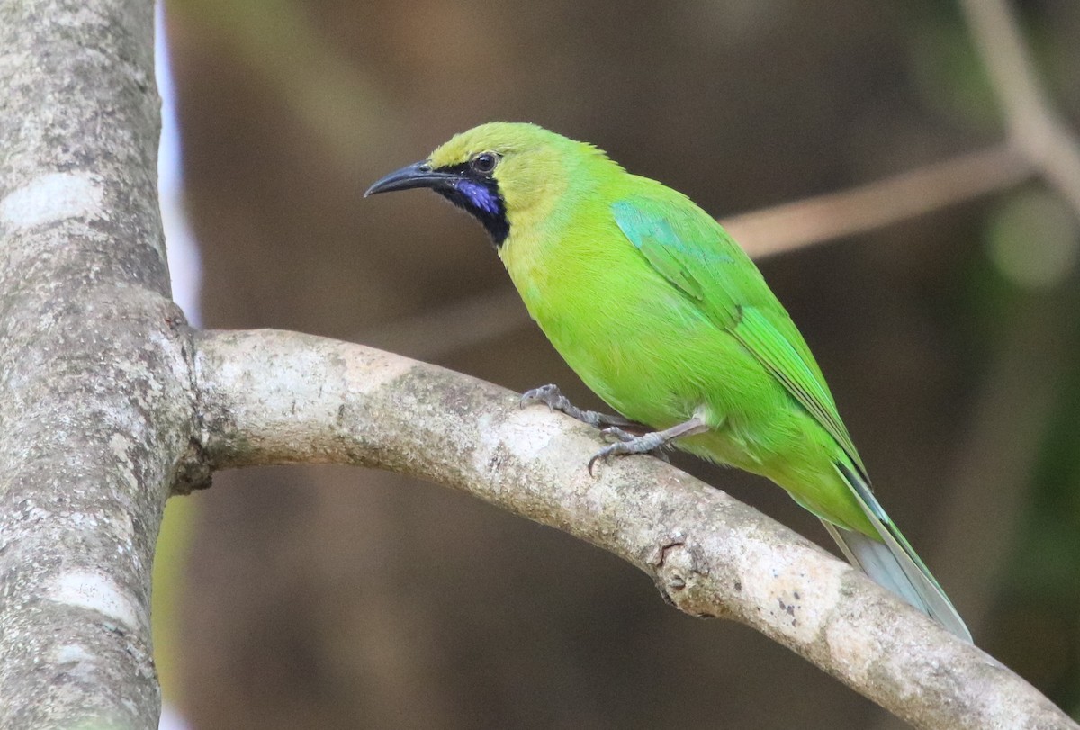 Jerdon's Leafbird - Bhaarat Vyas