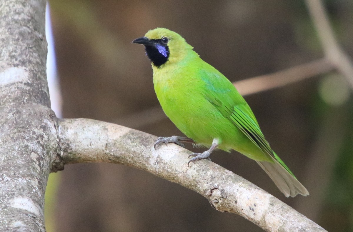 Jerdon's Leafbird - Bhaarat Vyas