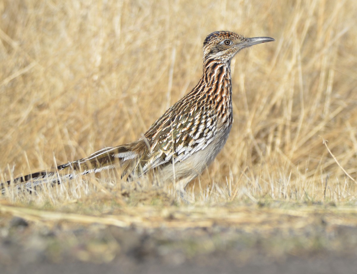 Greater Roadrunner - Cooper Scollan