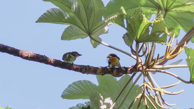 Gilded Barbet - ML298588501