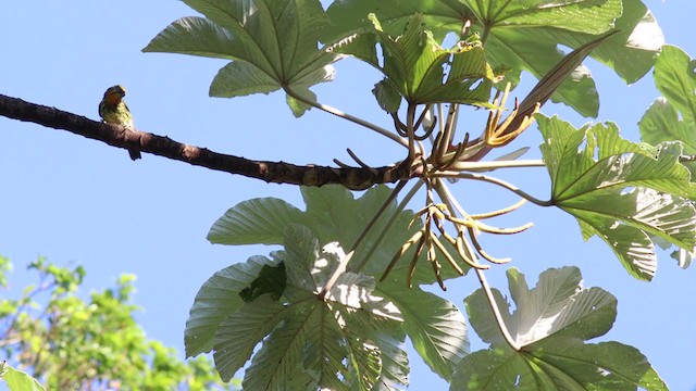 Gilded Barbet - ML298589401