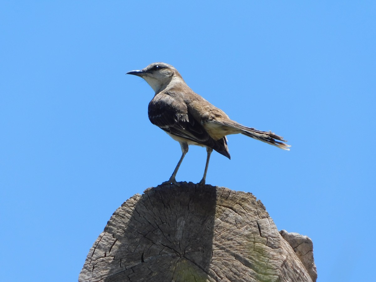 Patagonian Mockingbird - Melanie Mailé Hernández Leonard