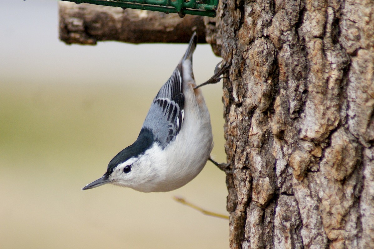 White-breasted Nuthatch - ML298590741