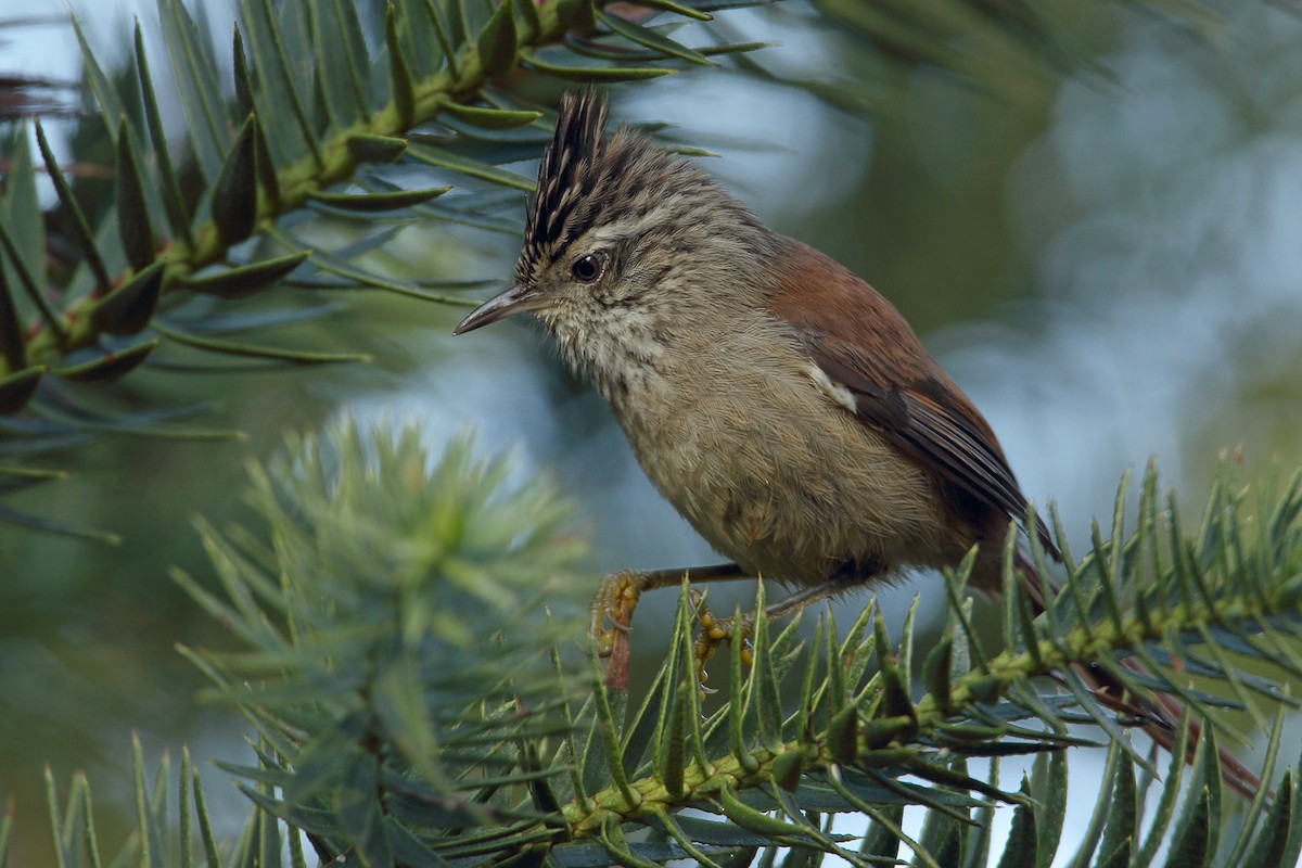 Araucaria Tit-Spinetail - Martjan Lammertink