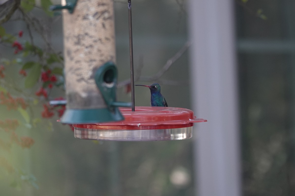 Broad-billed Hummingbird - ML298591021