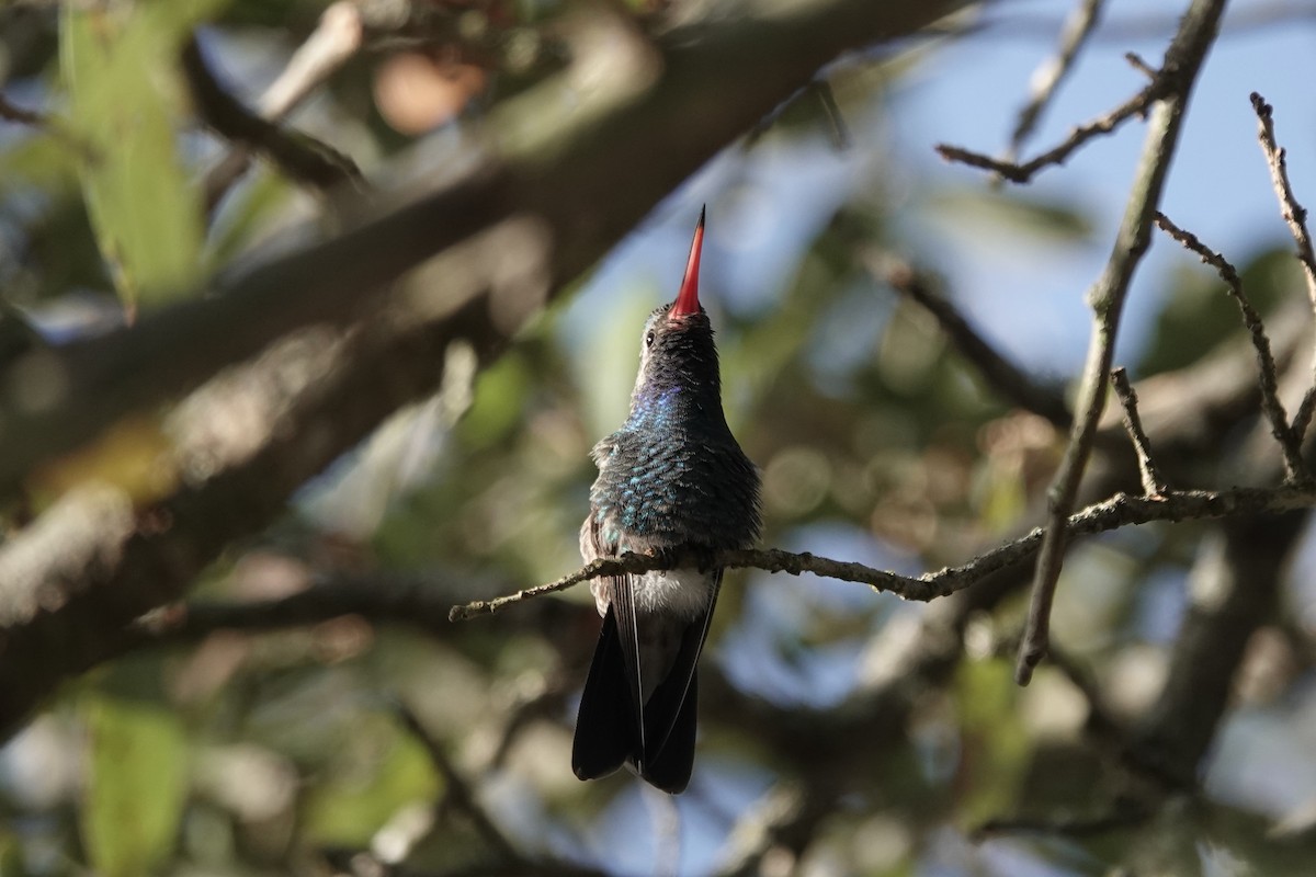 Broad-billed Hummingbird - Jane Tillman