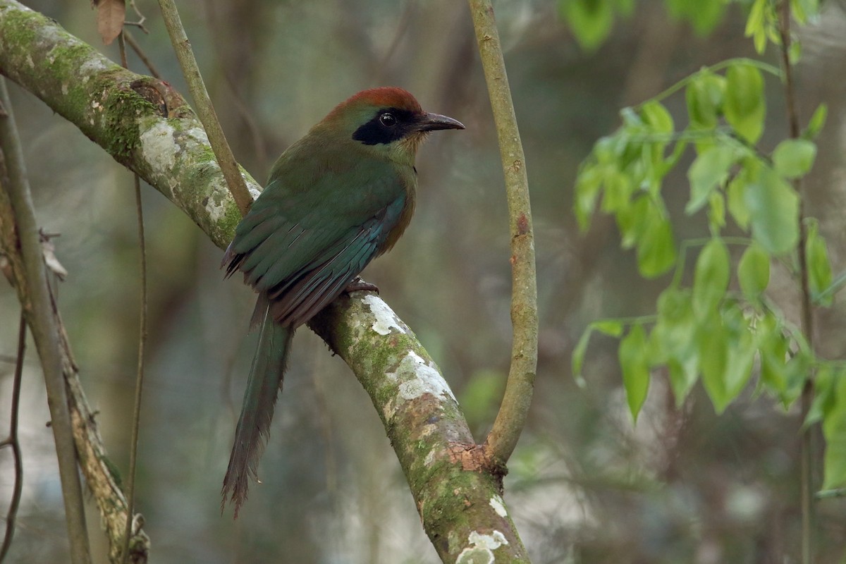 Rufous-capped Motmot - ML29859311