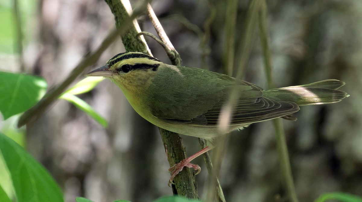 Worm-eating Warbler - ML29859321