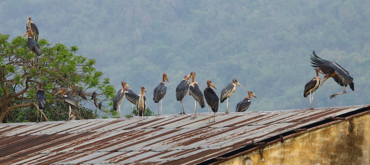 Greater Adjutant - Bhaarat Vyas