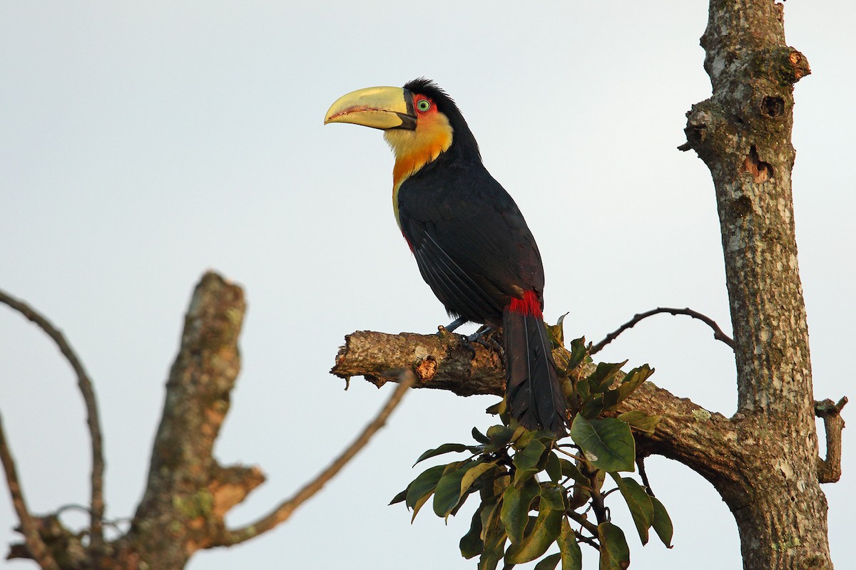 Red-breasted Toucan - ML29859391