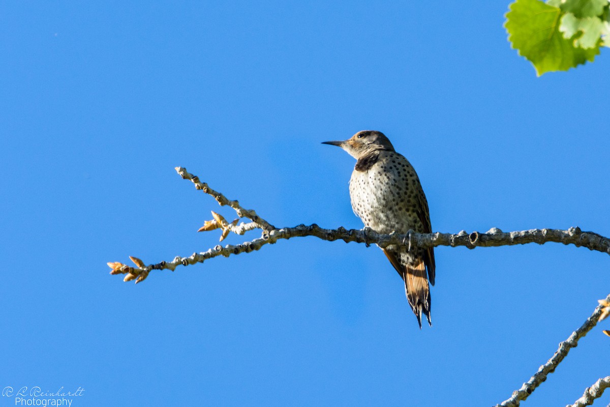 Northern Flicker - ML298595661