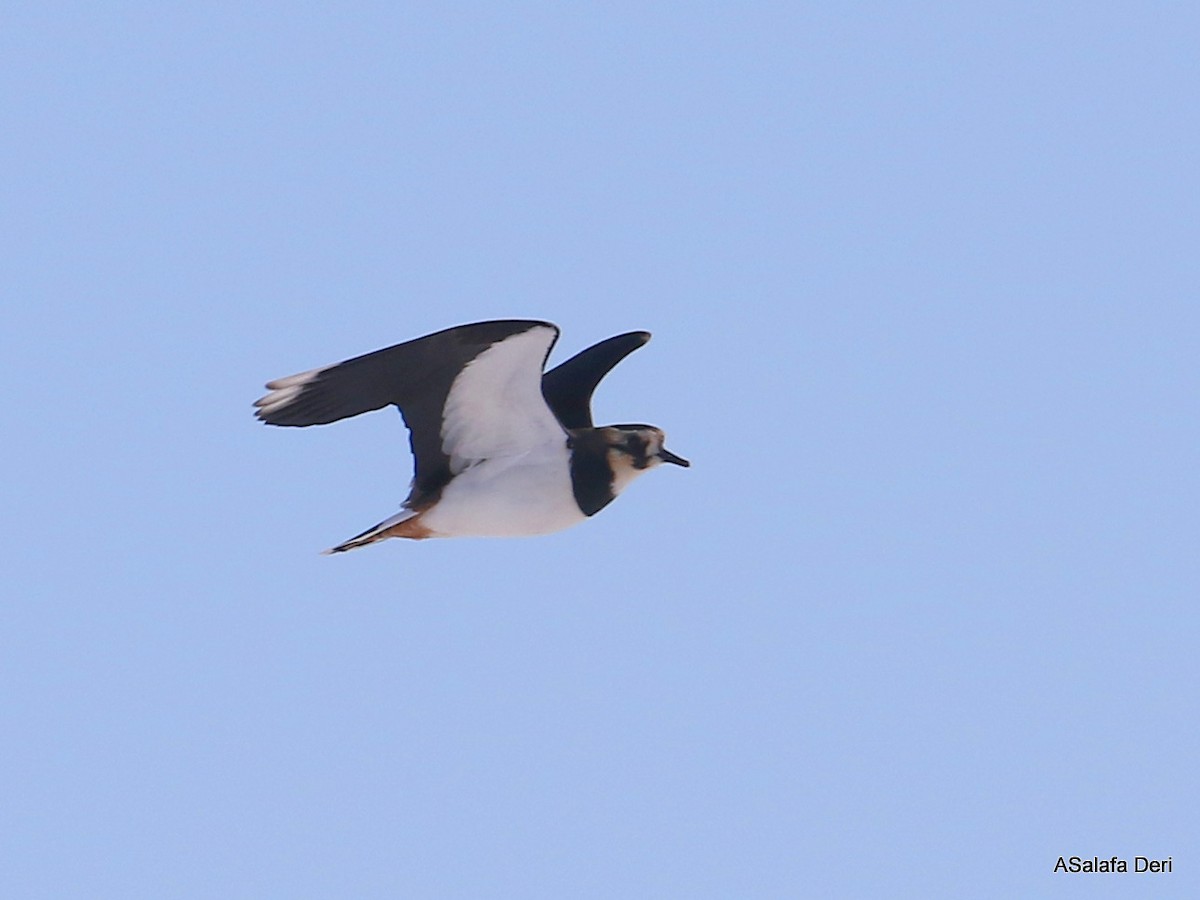 Northern Lapwing - ML298596211