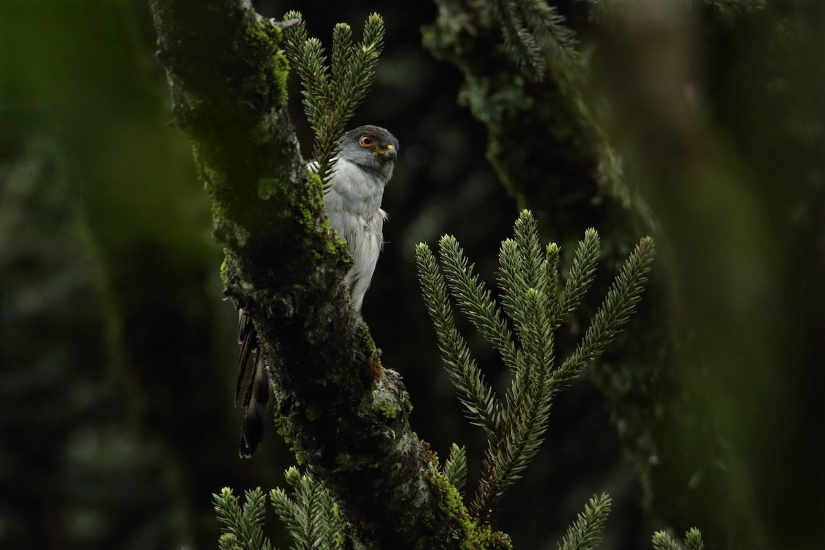 Rufous-thighed Kite - ML29859701