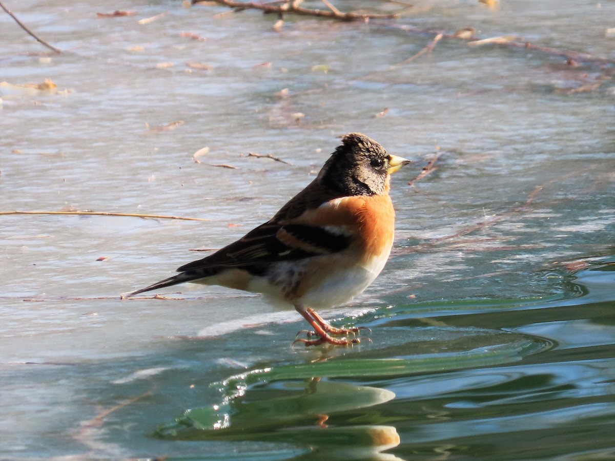 Brambling - ML298597531