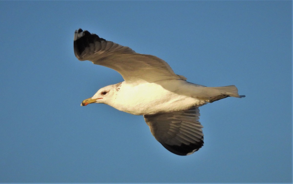 California Gull - ML298598031