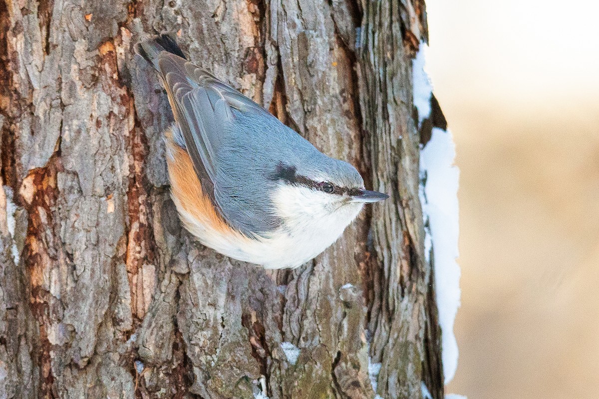 Eurasian Nuthatch - ML298598091