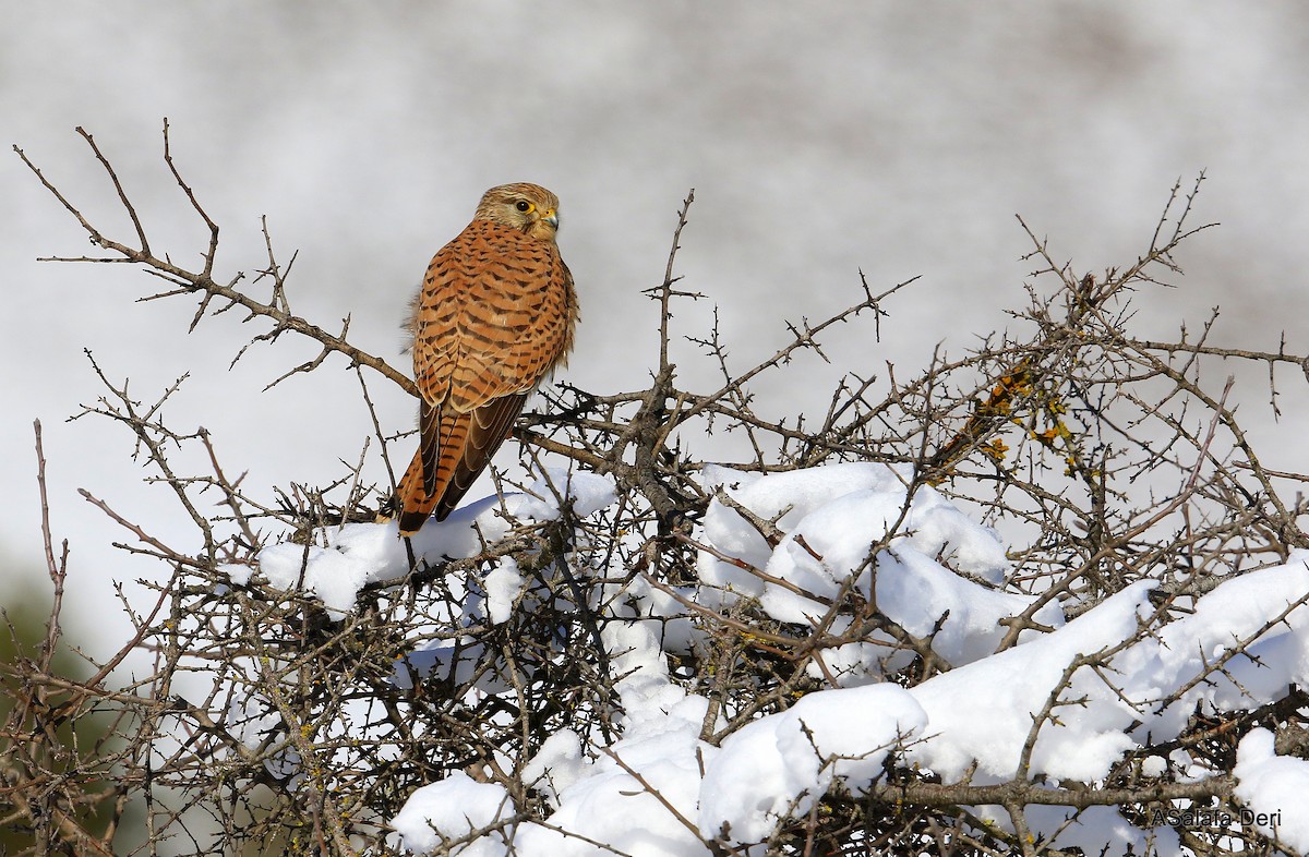 Eurasian Kestrel (Eurasian) - Fanis Theofanopoulos (ASalafa Deri)