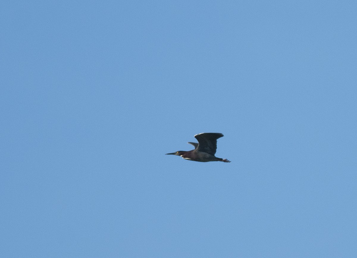 Green Heron - Joshua Vandermeulen