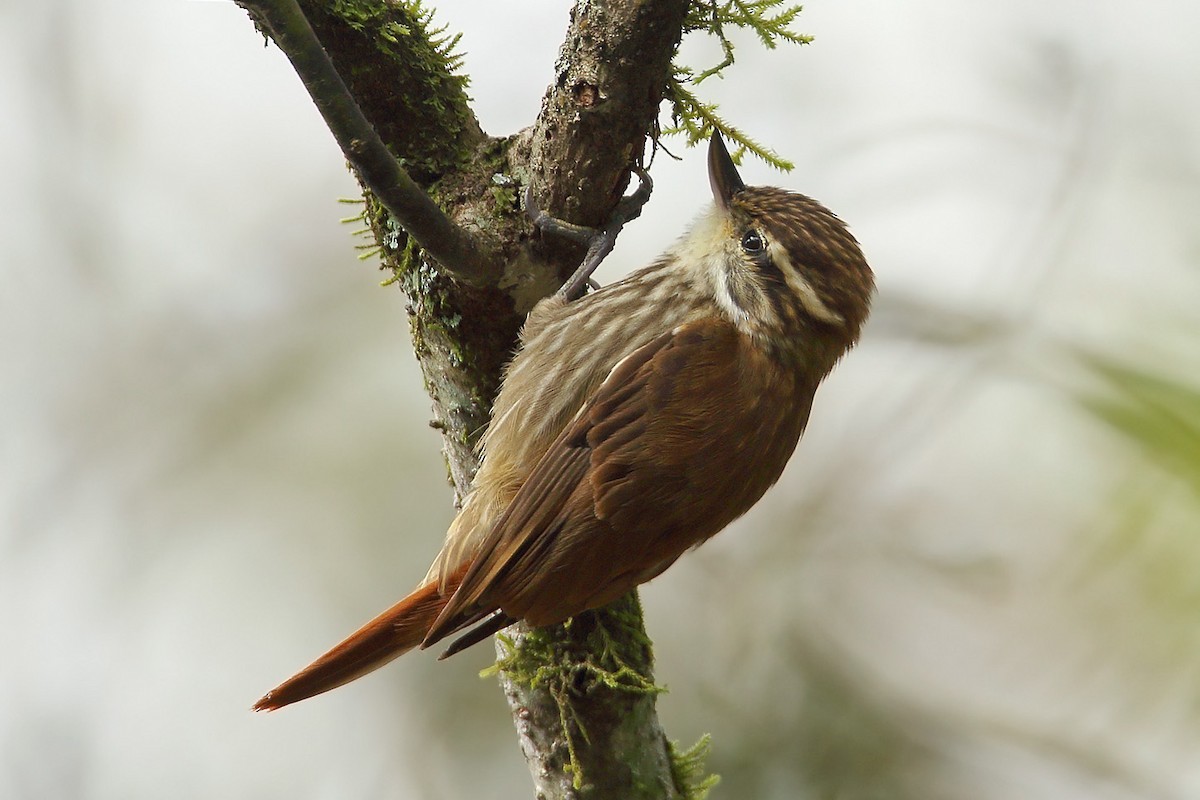 Streaked Xenops - Martjan Lammertink