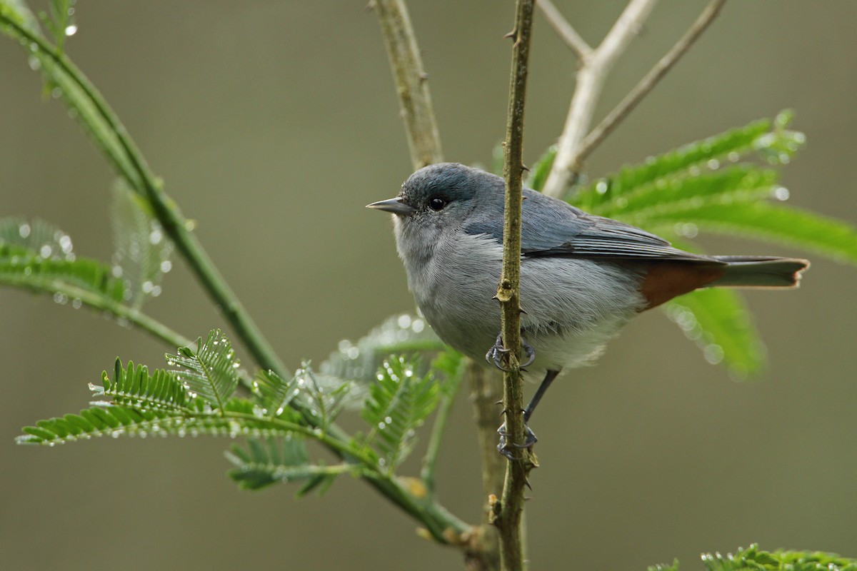 Chestnut-vented Conebill - Martjan Lammertink