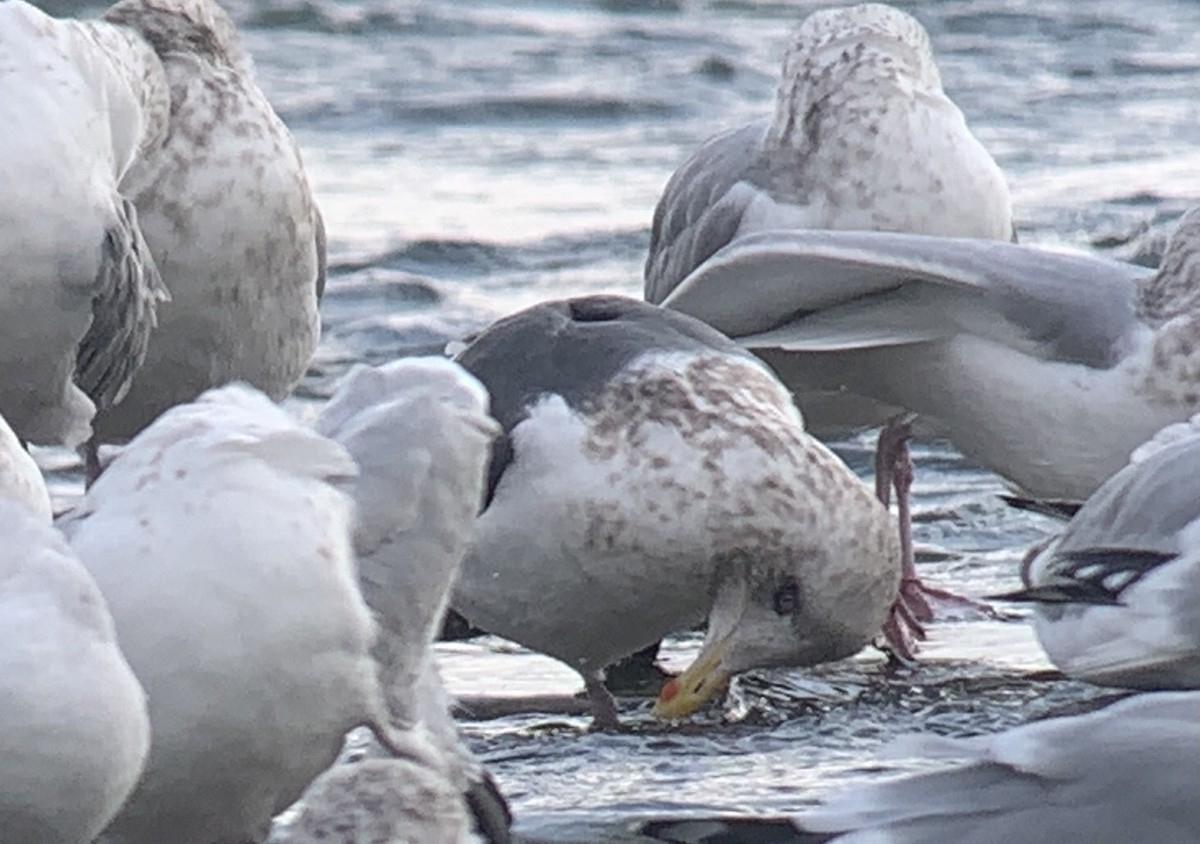 Slaty-backed Gull - ML298599891