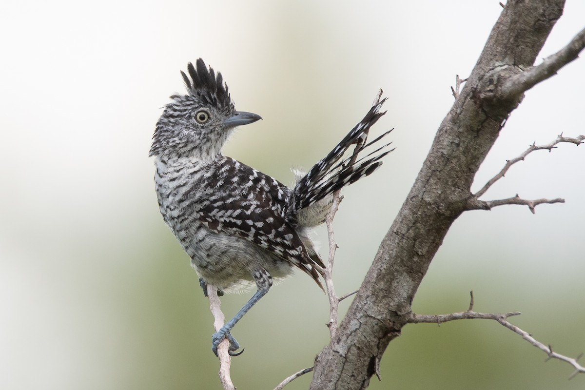 Barred Antshrike - ML298601191