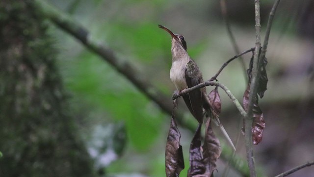kolibřík dlouhozobý - ML298601381