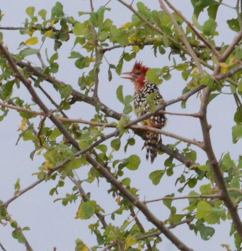 Red-and-yellow Barbet - ML298602021