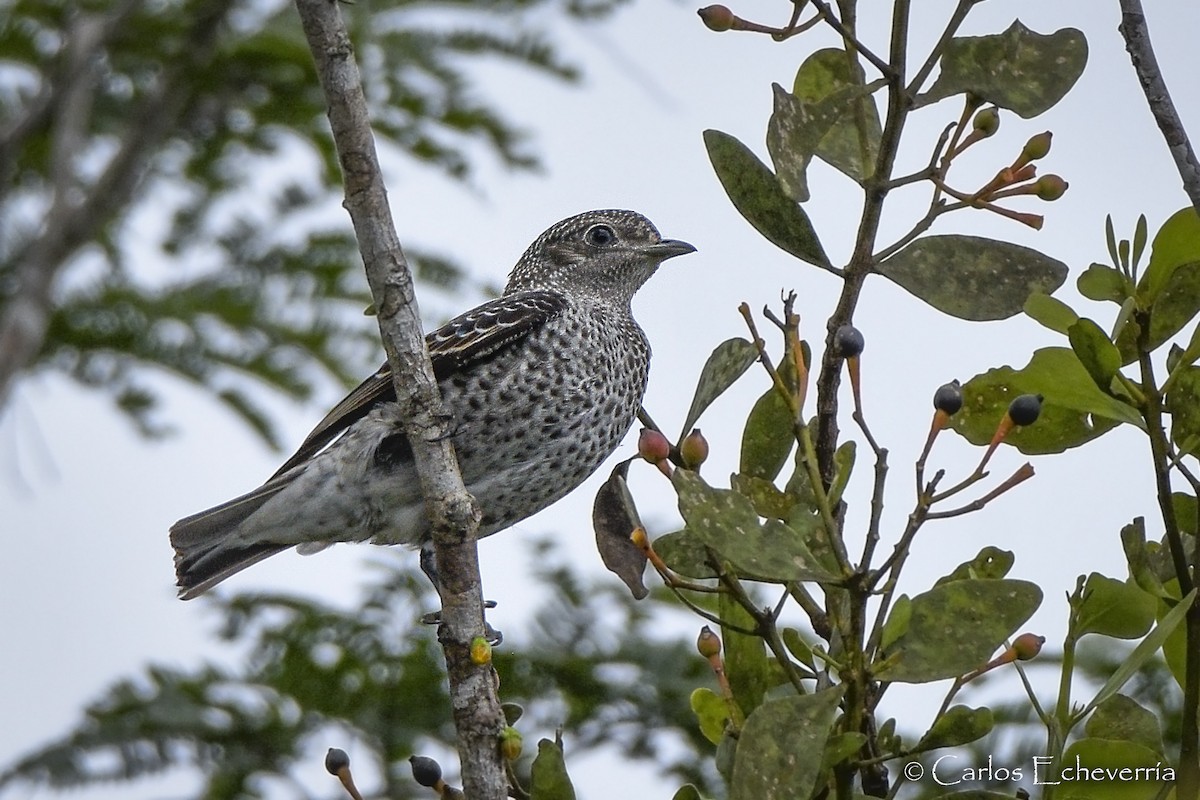 Lovely Cotinga - ML298603661