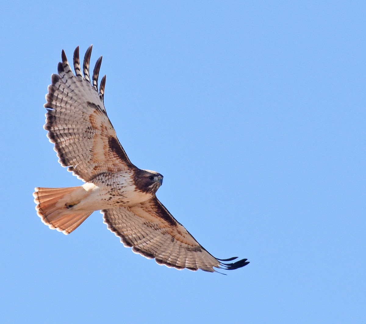 Red-tailed Hawk - ML298604381