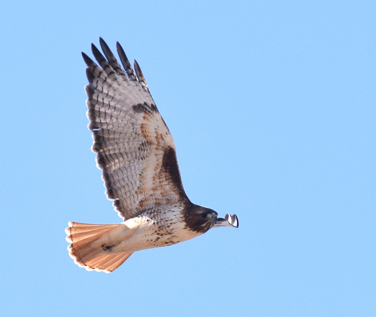 Red-tailed Hawk - ML298604411