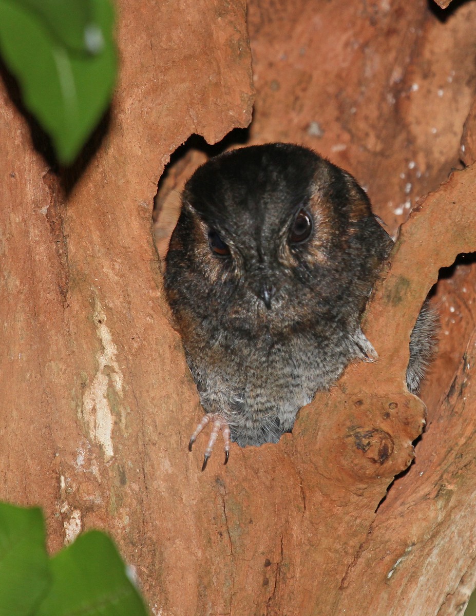 Australian Owlet-nightjar - ML298605361