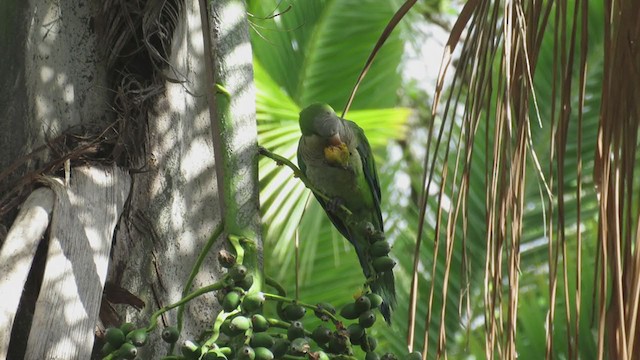 Monk Parakeet - ML298606141