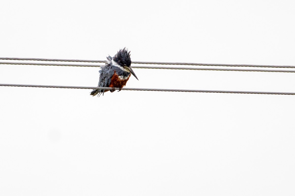 Ringed Kingfisher - Ana Merlo