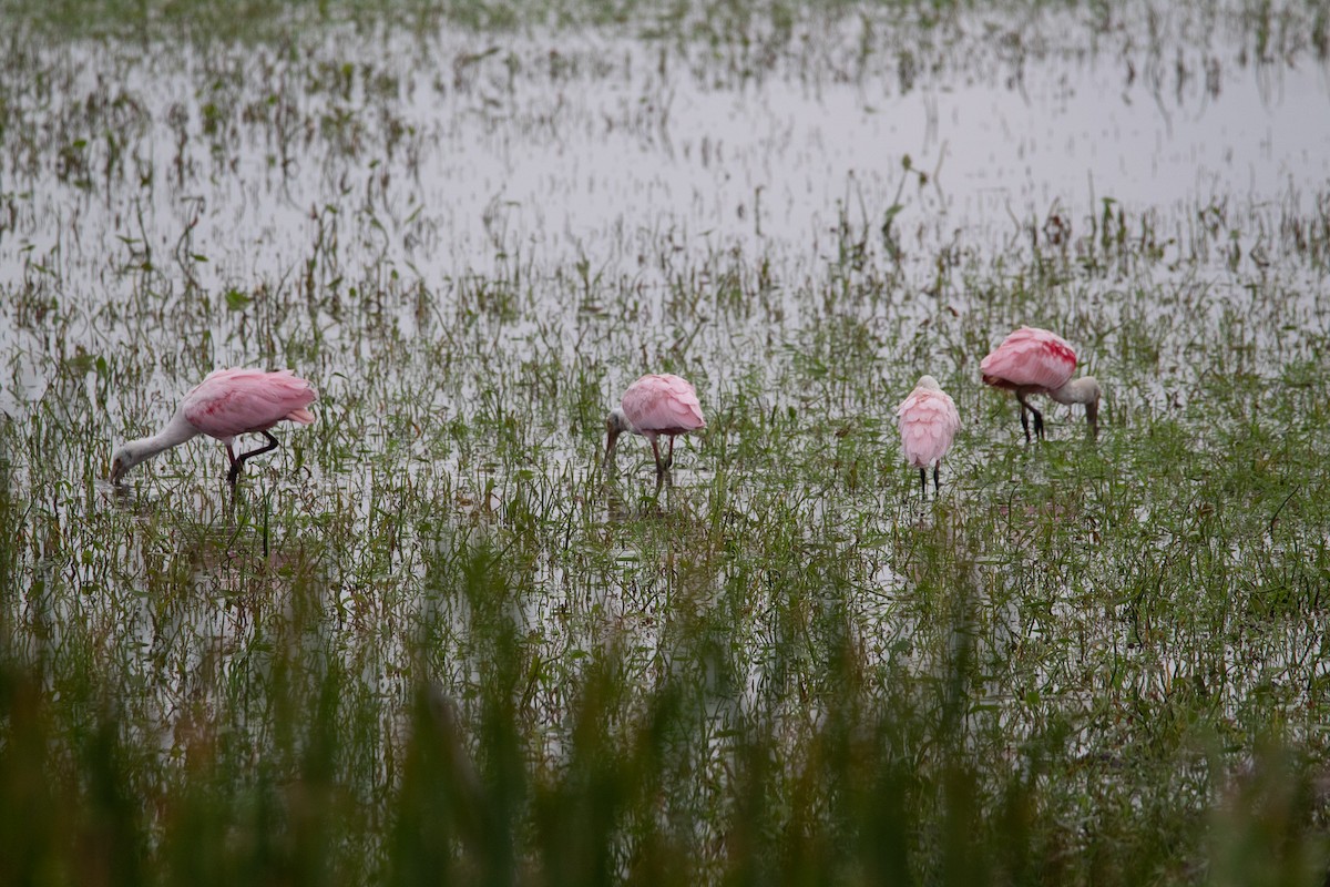 Roseate Spoonbill - ML298606691