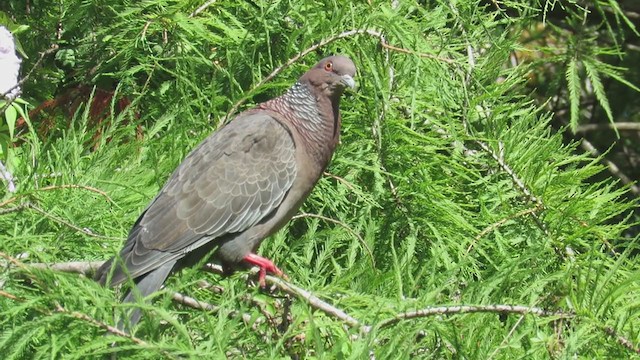 Picazuro Pigeon - ML298606881