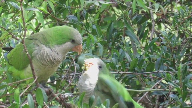 Monk Parakeet - ML298606931